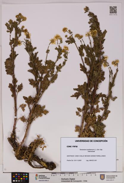 Tanacetum parthenium [Espécimen: UDEC:CONC:0178732]