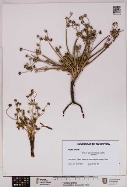 Sanicula graveolens [Espécimen: UDEC:CONC:0178736]