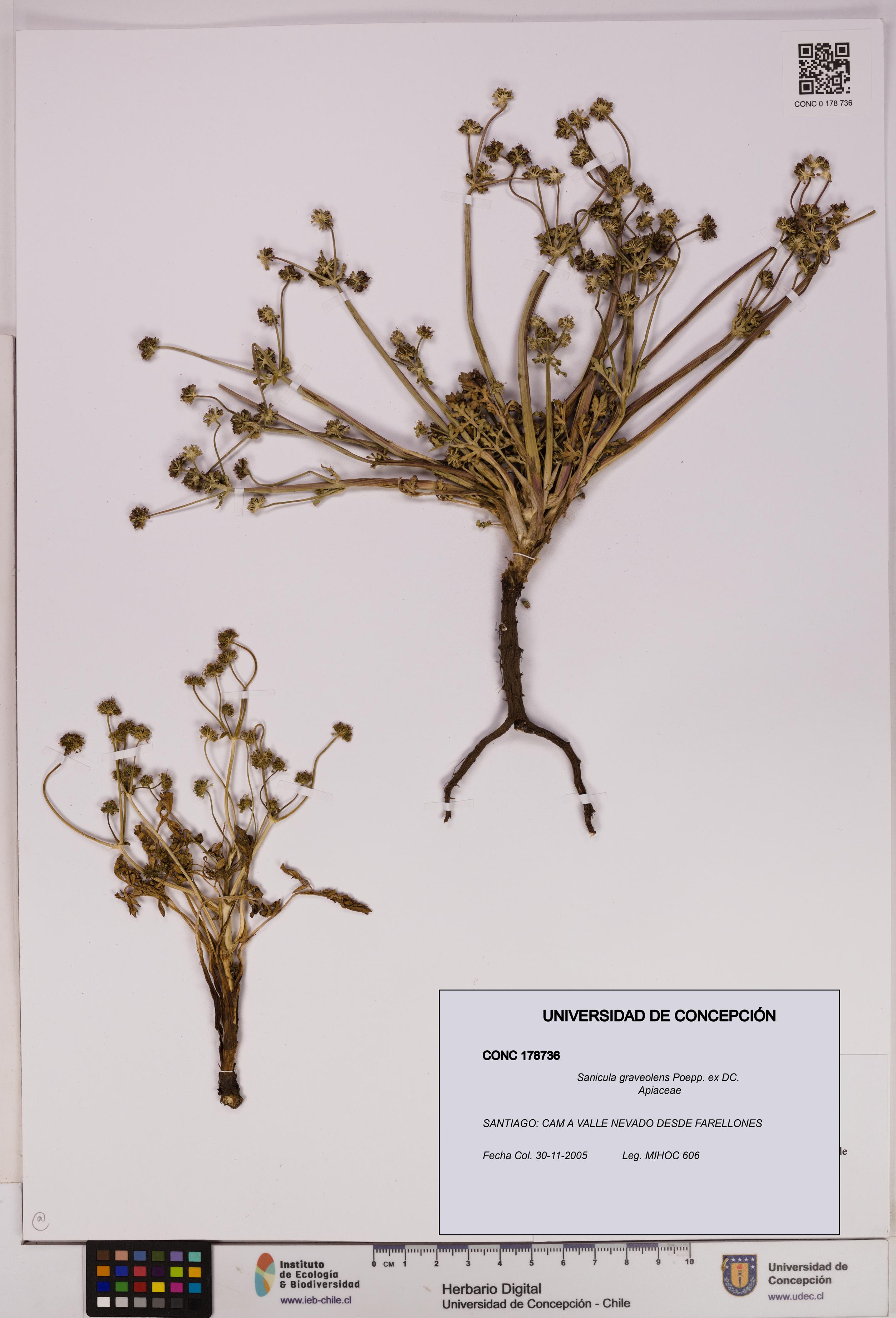 Sanicula graveolens [Espécimen: UDEC:CONC:0178736]