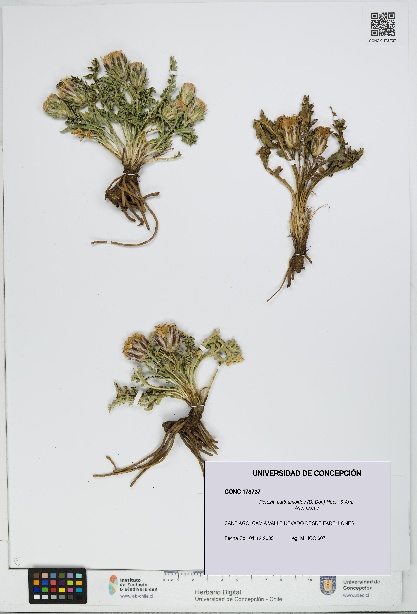 Perezia carthamoides [Espécimen: UDEC:CONC:0178737]