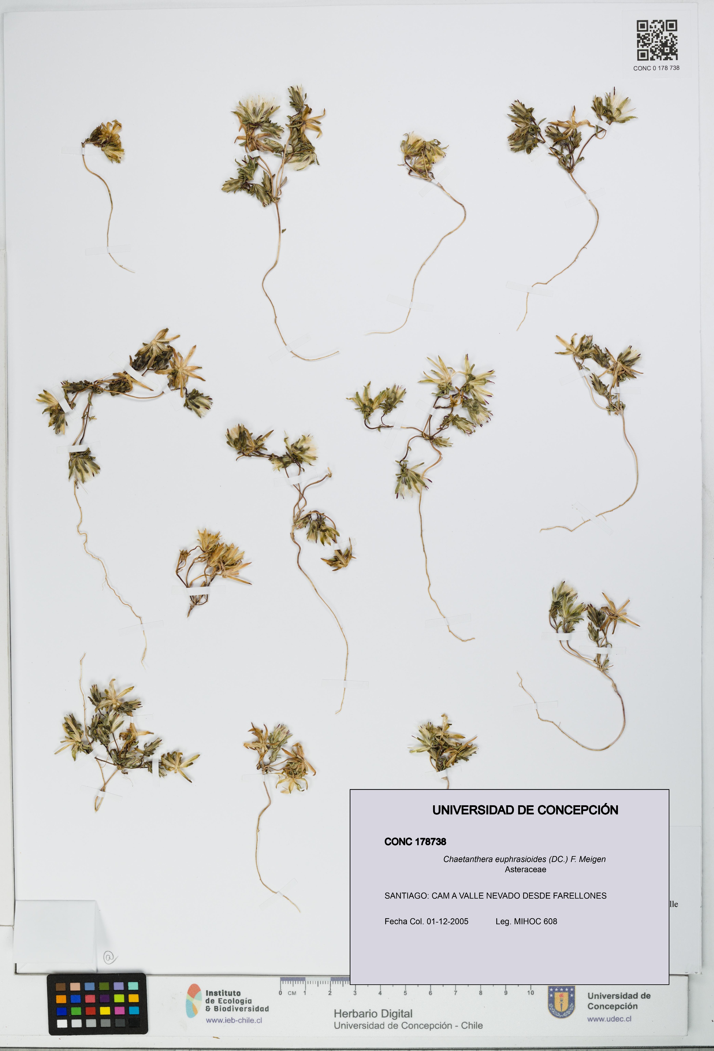 Chaetanthera euphrasioides [Espécimen: UDEC:CONC:0178738]