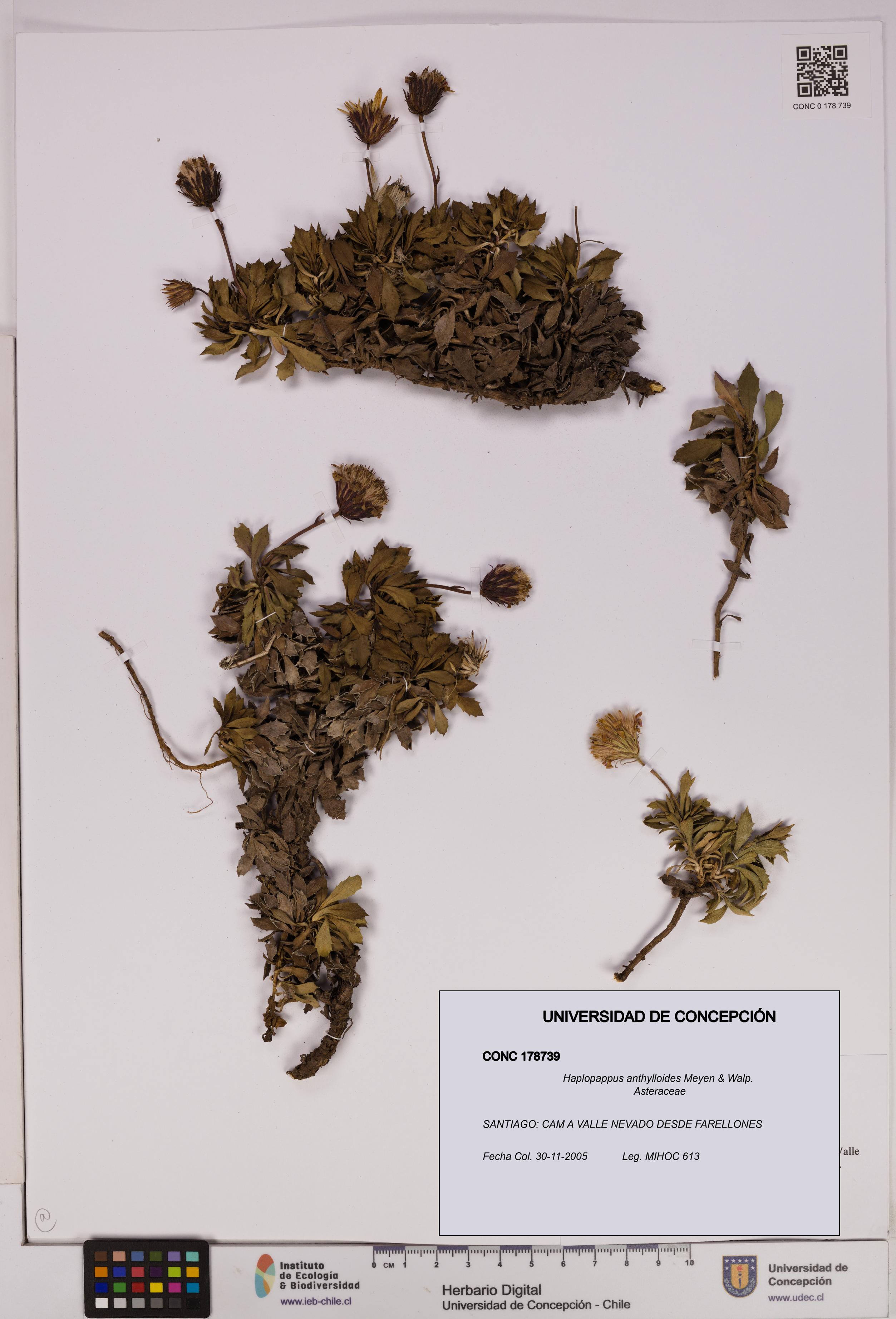 Haplopappus anthylloides [Espécimen: UDEC:CONC:0178739]