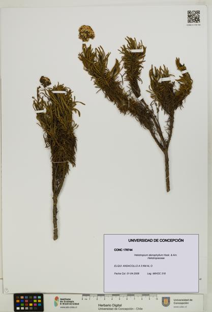 Heliotropium stenophyllum [Espécimen: UDEC:CONC:0178744]