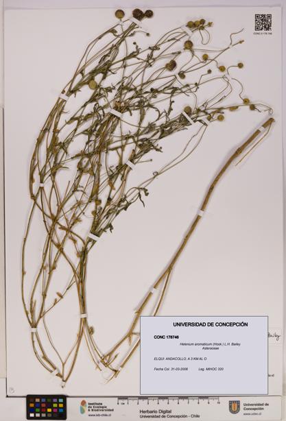 Helenium aromaticum [Espécimen: UDEC:CONC:0178746]