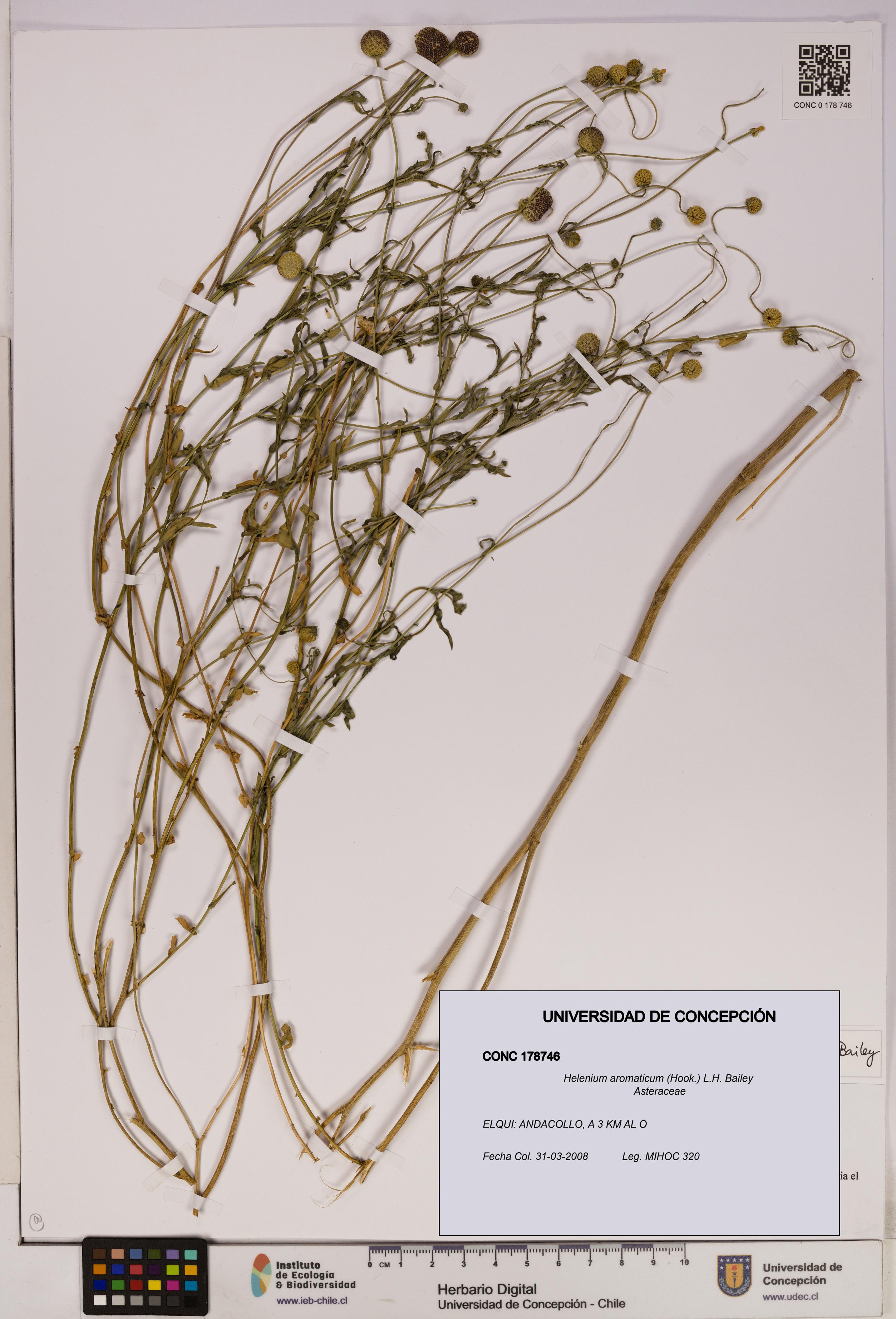 Helenium aromaticum [Espécimen: UDEC:CONC:0178746]