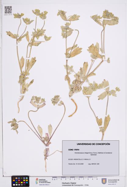 Homalocarpus integerrimus [Espécimen: ]