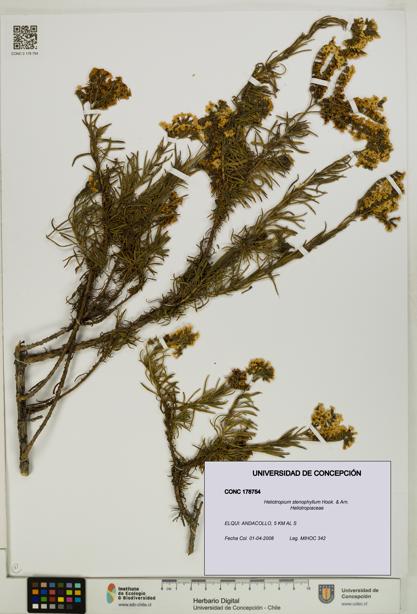 Heliotropium stenophyllum [Espécimen: UDEC:CONC:0178754]