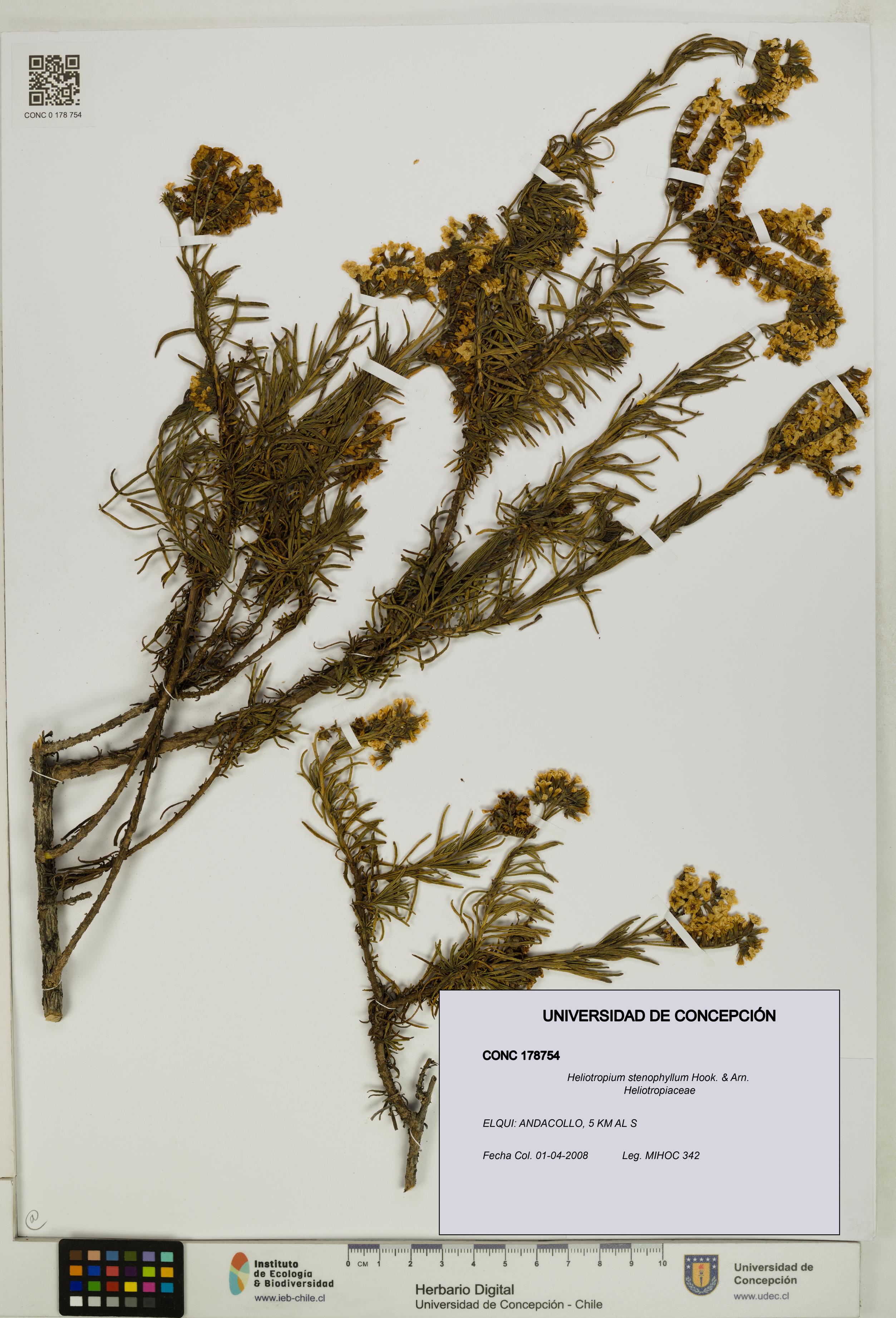 Heliotropium stenophyllum [Espécimen: UDEC:CONC:0178754]
