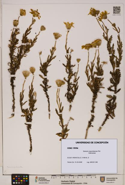 Senecio coquimbensis [Espécimen: UDEC:CONC:0178764]