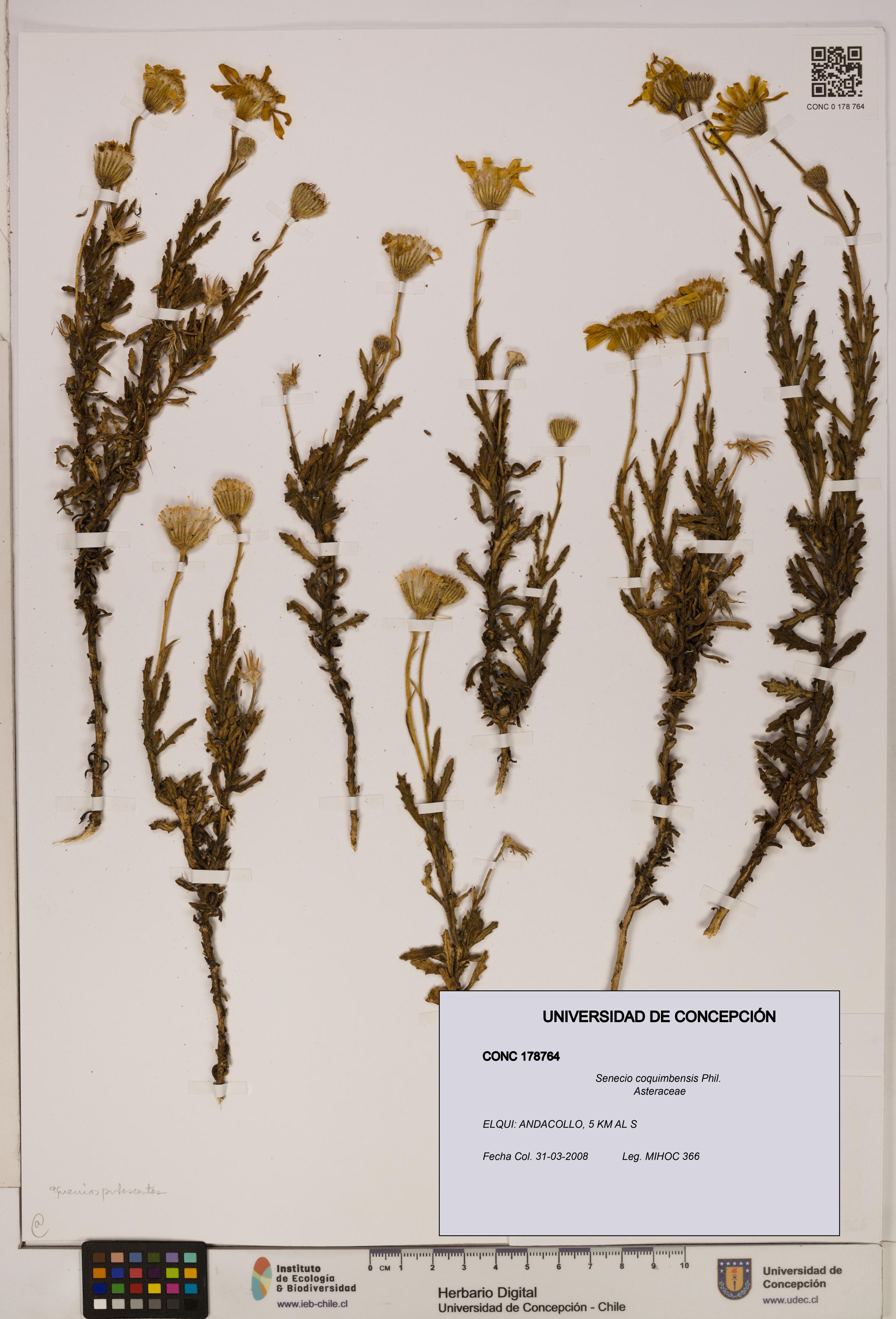 Senecio coquimbensis [Espécimen: UDEC:CONC:0178764]
