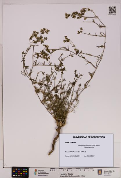 Spergularia floribunda [Espécimen: UDEC:CONC:0178769]