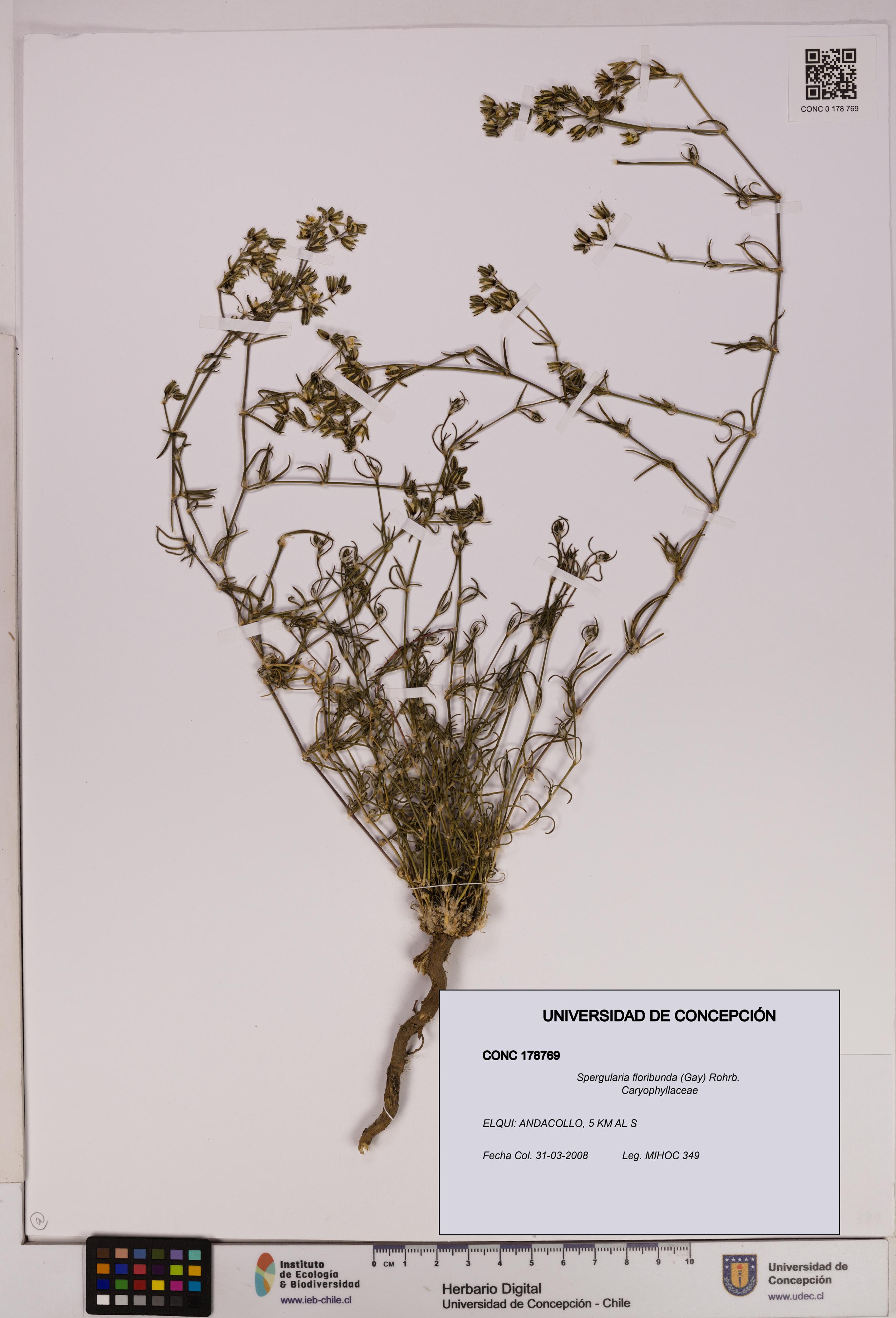 Spergularia floribunda [Espécimen: UDEC:CONC:0178769]