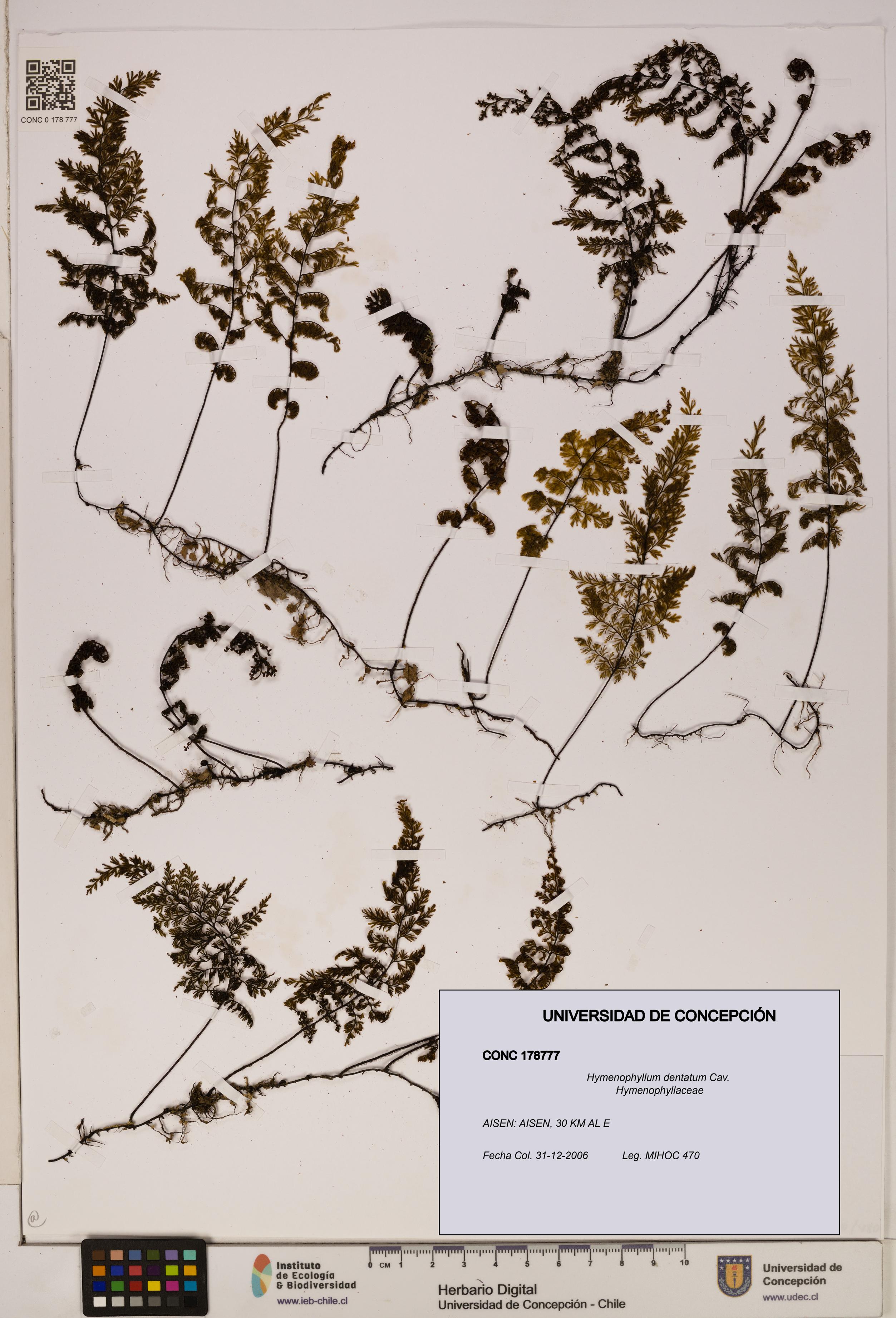 Hymenophyllum dentatum [Espécimen: UDEC:CONC:0178777]