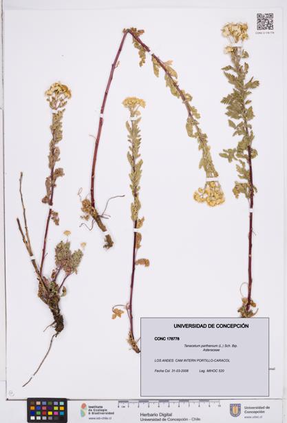 Tanacetum parthenium [Espécimen: ]