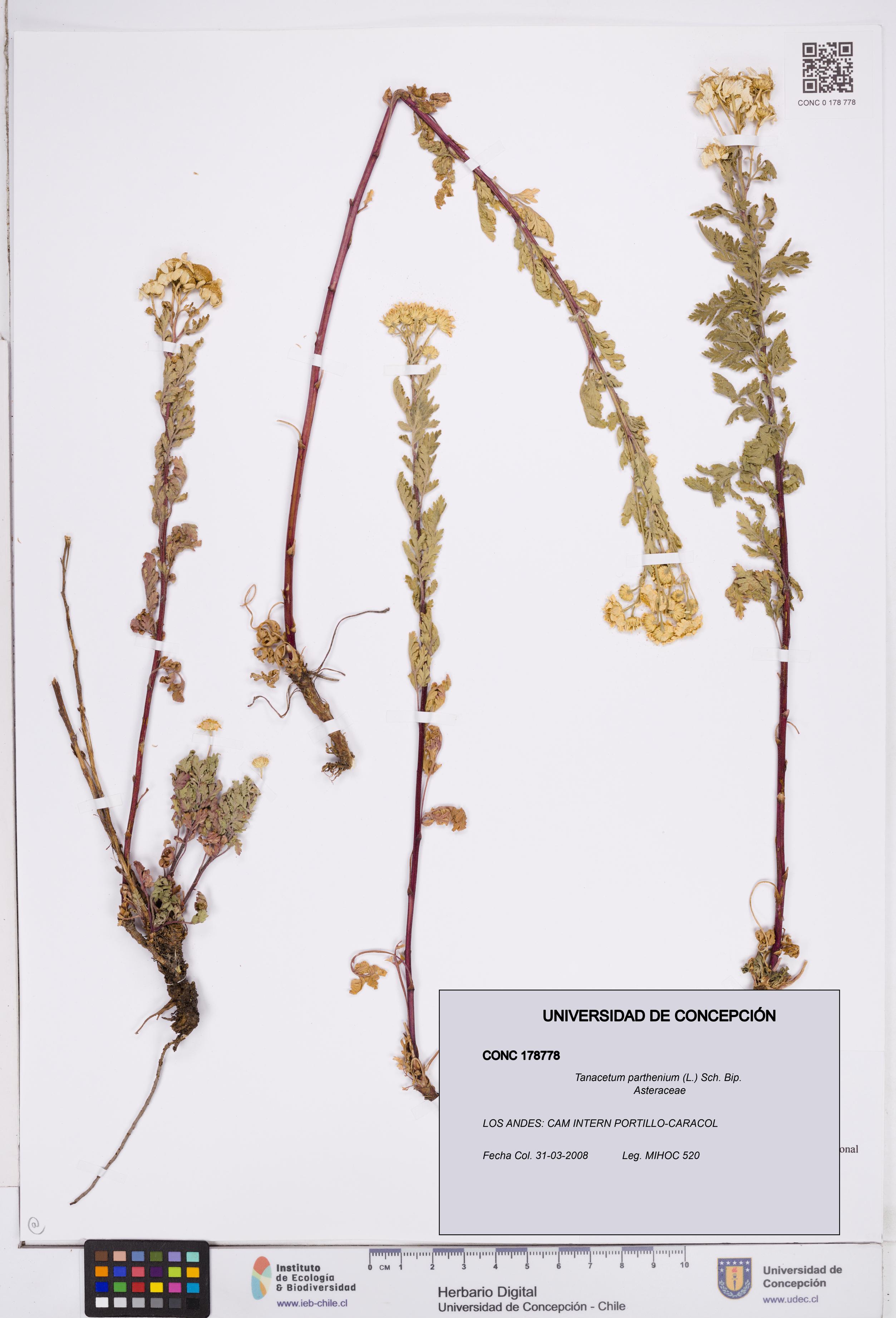 Tanacetum parthenium [Espécimen: ]