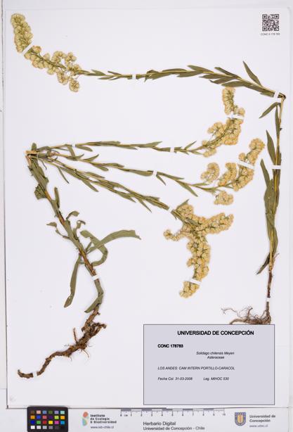 Solidago chilensis [Espécimen: ]