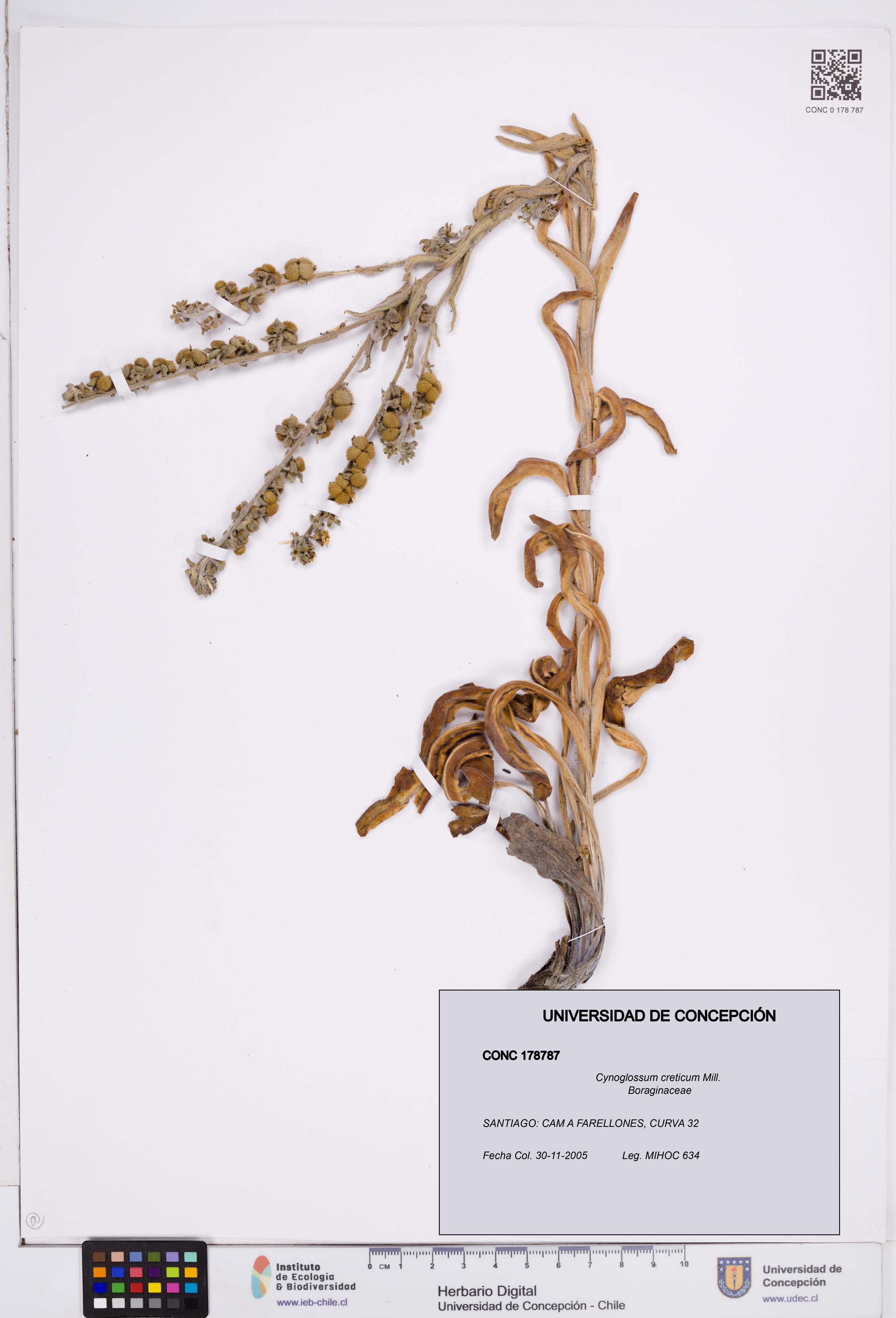 Cynoglossum creticum [Espécimen: ]