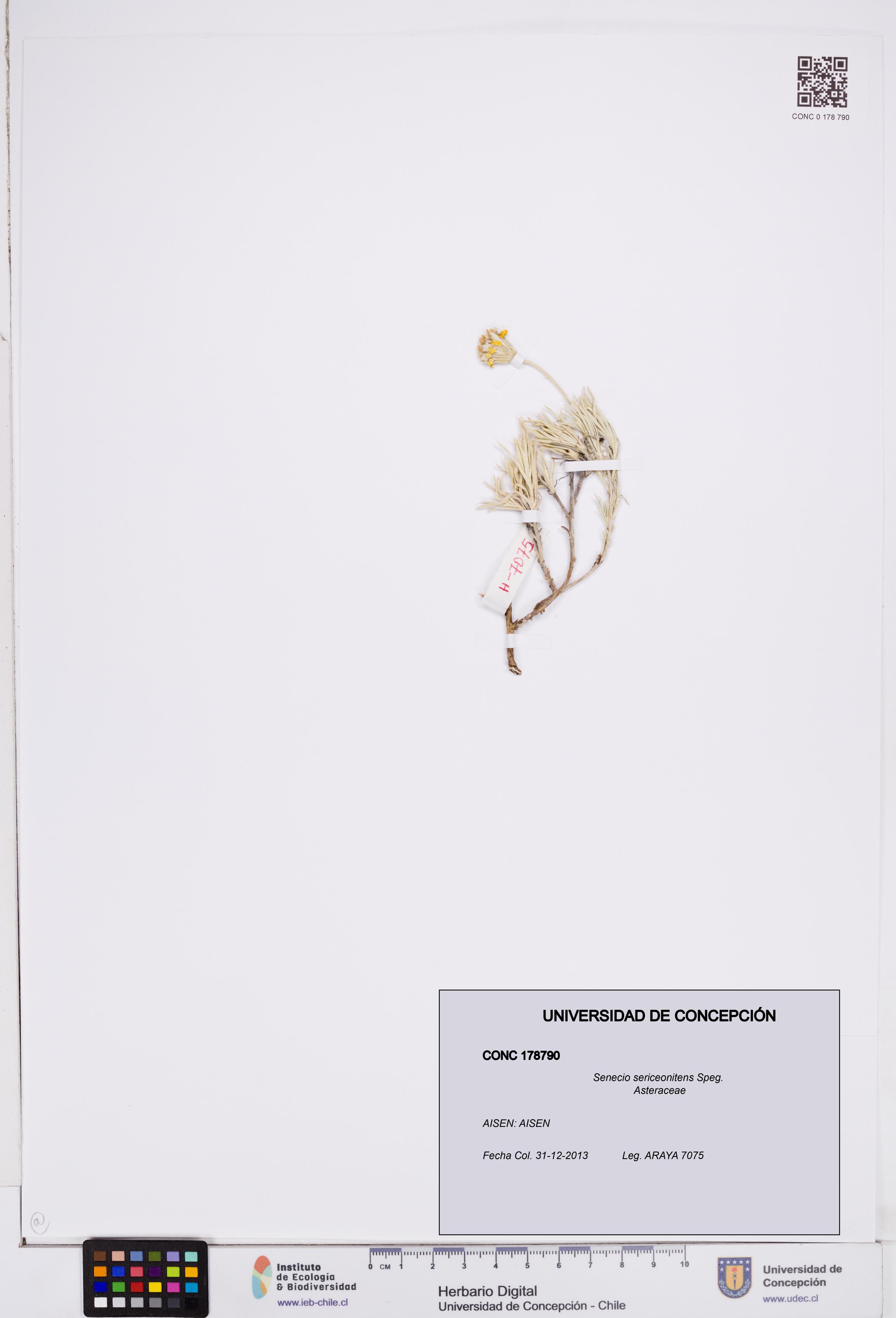Senecio sericeonitens [Espécimen: ]