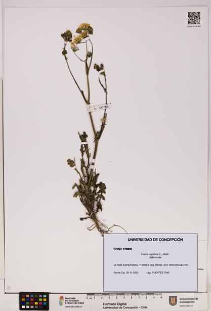 Crepis capillaris [Espécimen: UDEC:CONC:0178805]