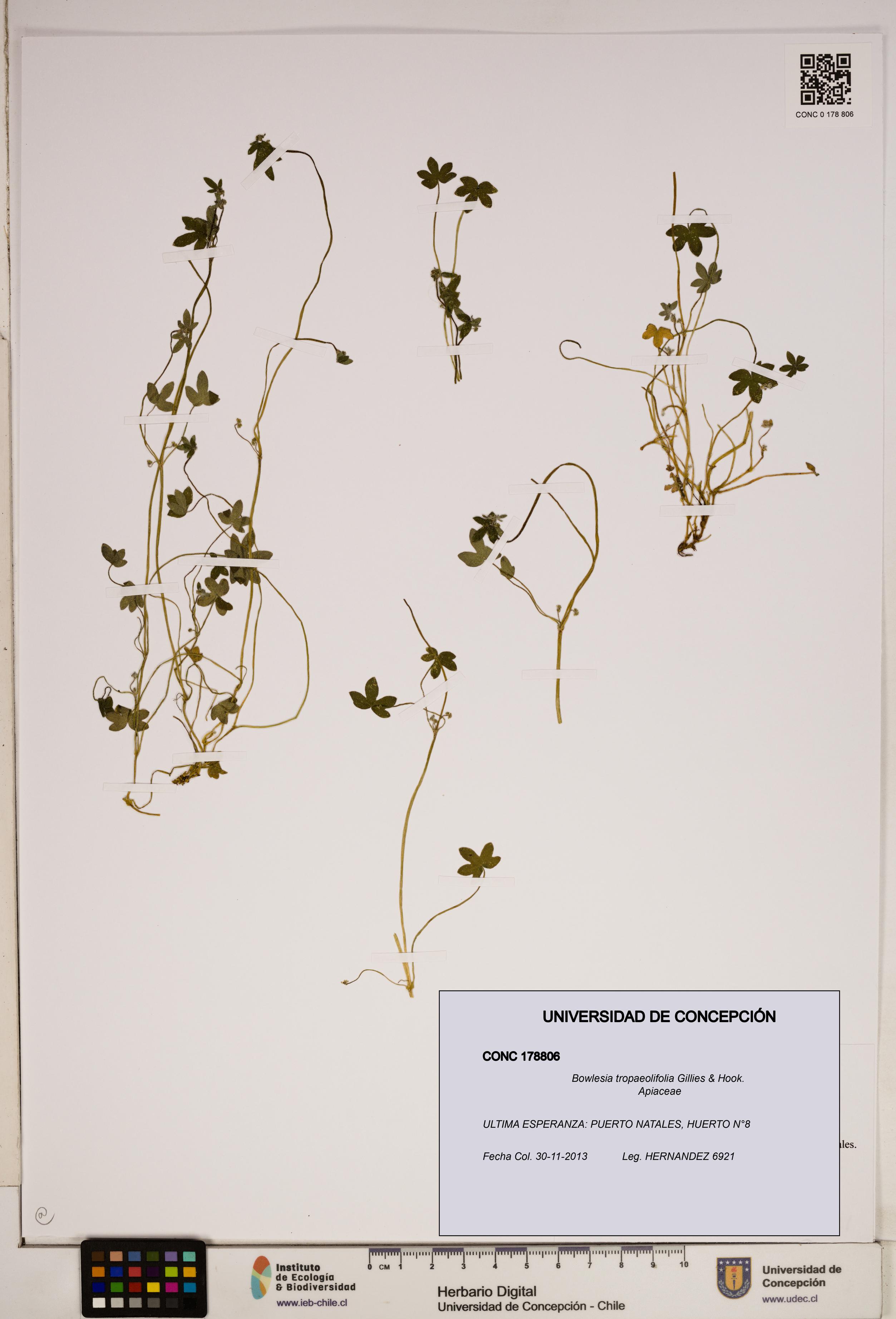 Bowlesia tropaeolifolia [Espécimen: ]