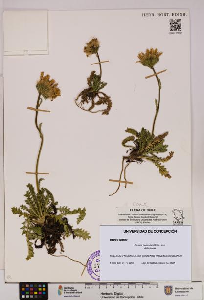 Perezia pedicularidifolia [Espécimen: UDEC:CONC:0178827]