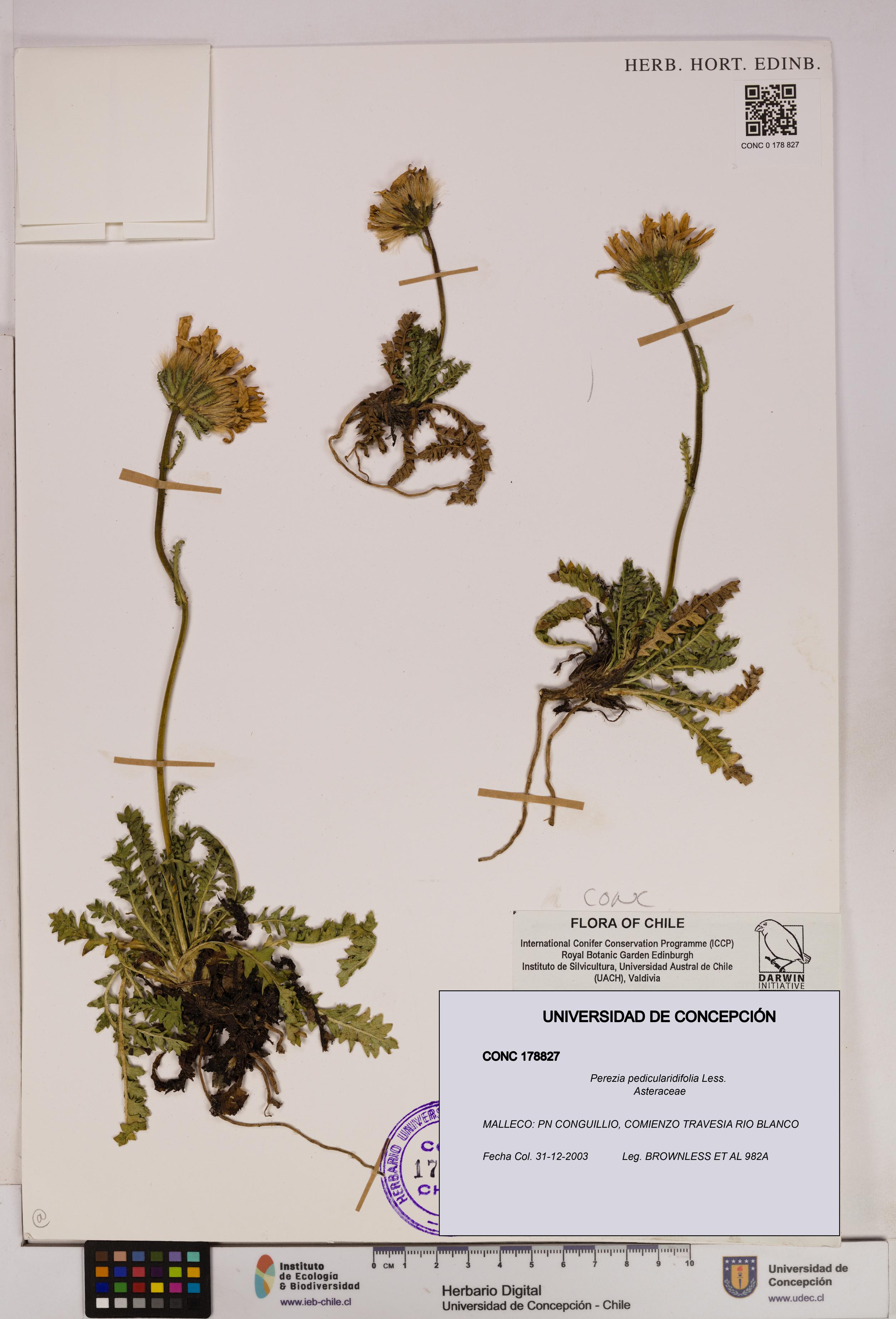 Perezia pedicularidifolia [Espécimen: UDEC:CONC:0178827]