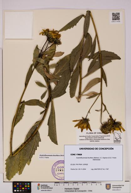 Austroflourensia thurifera [Espécimen: UDEC:CONC:0178828]