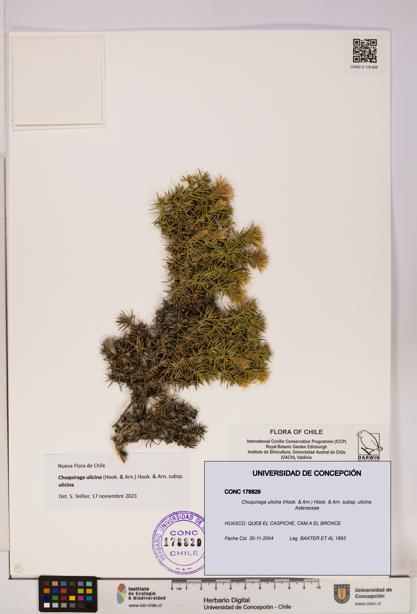 Chuquiraga ulicina subsp. ulicina [Espécimen: UDEC:CONC:0178829]