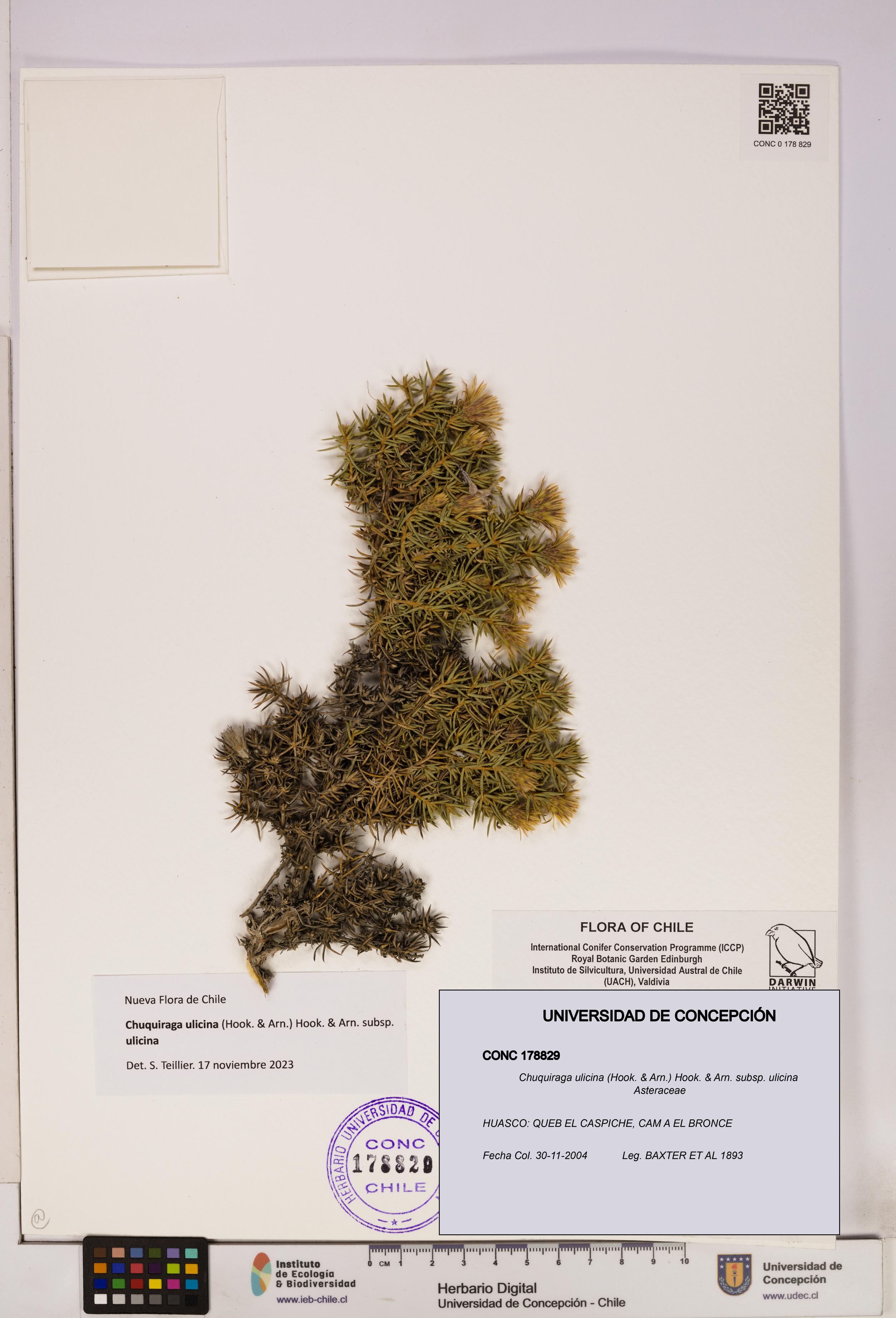 Chuquiraga ulicina subsp. ulicina [Espécimen: UDEC:CONC:0178829]