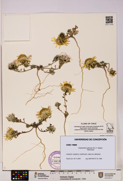 Chaetanthera glabrata [Espécimen: UDEC:CONC:0178830]