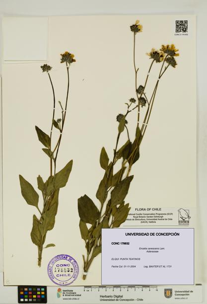 Encelia canescens [Espécimen: UDEC:CONC:0178832]