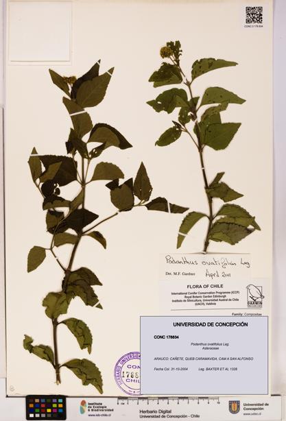 Podanthus ovatifolius [Espécimen: ]