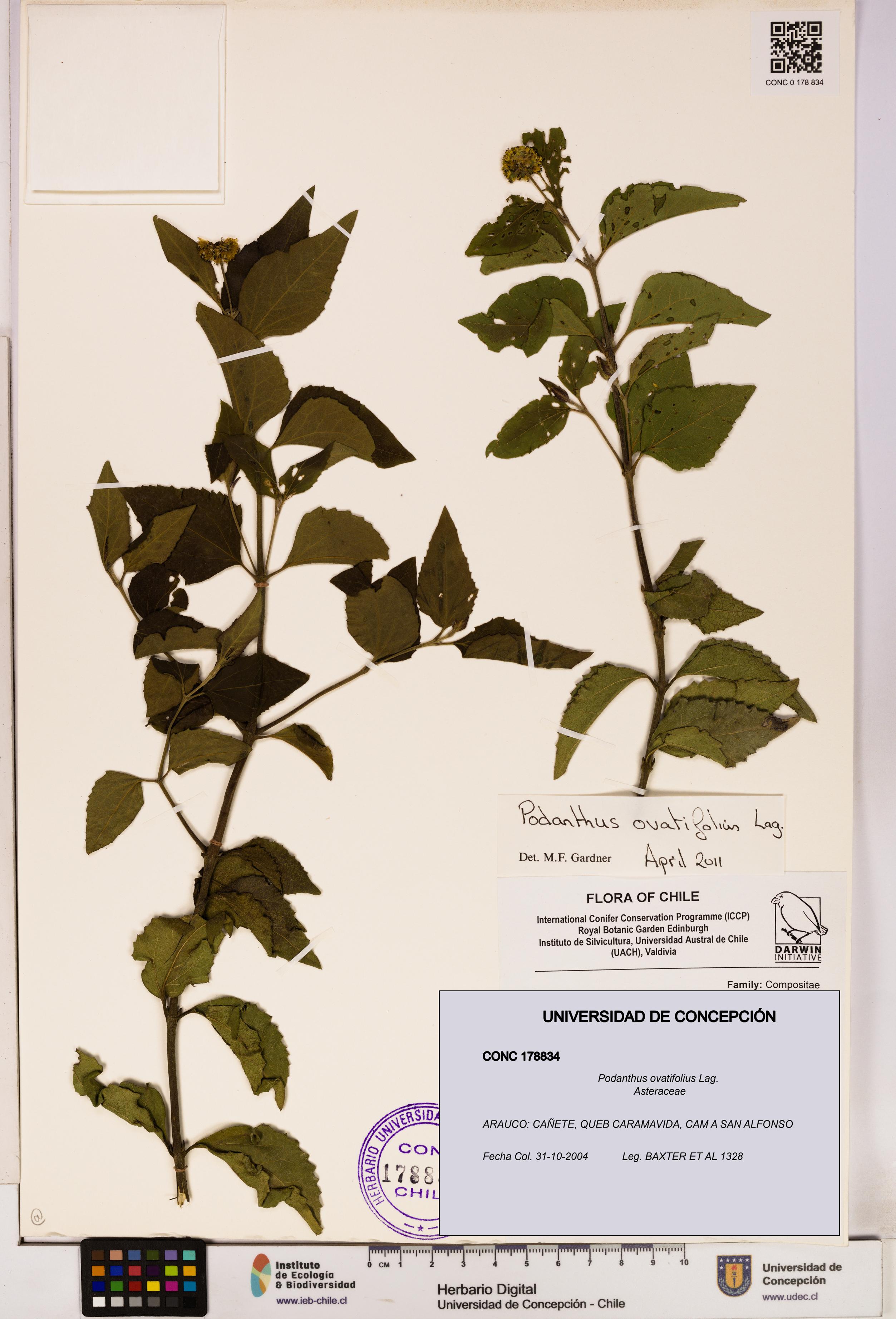 Podanthus ovatifolius [Espécimen: ]