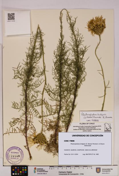 Plectocephalus bridgesii [Espécimen: UDEC:CONC:0178839]