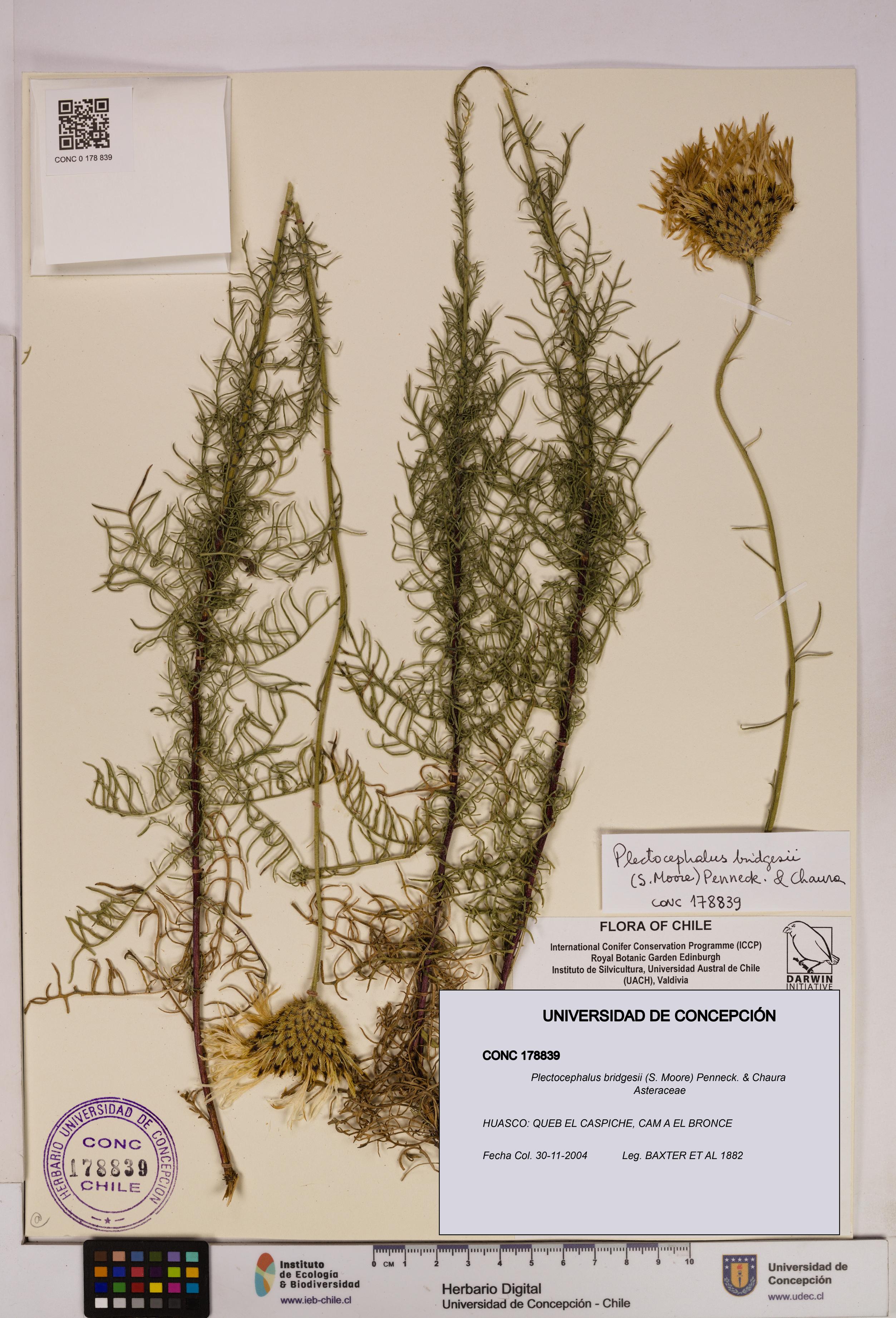 Plectocephalus bridgesii [Espécimen: UDEC:CONC:0178839]