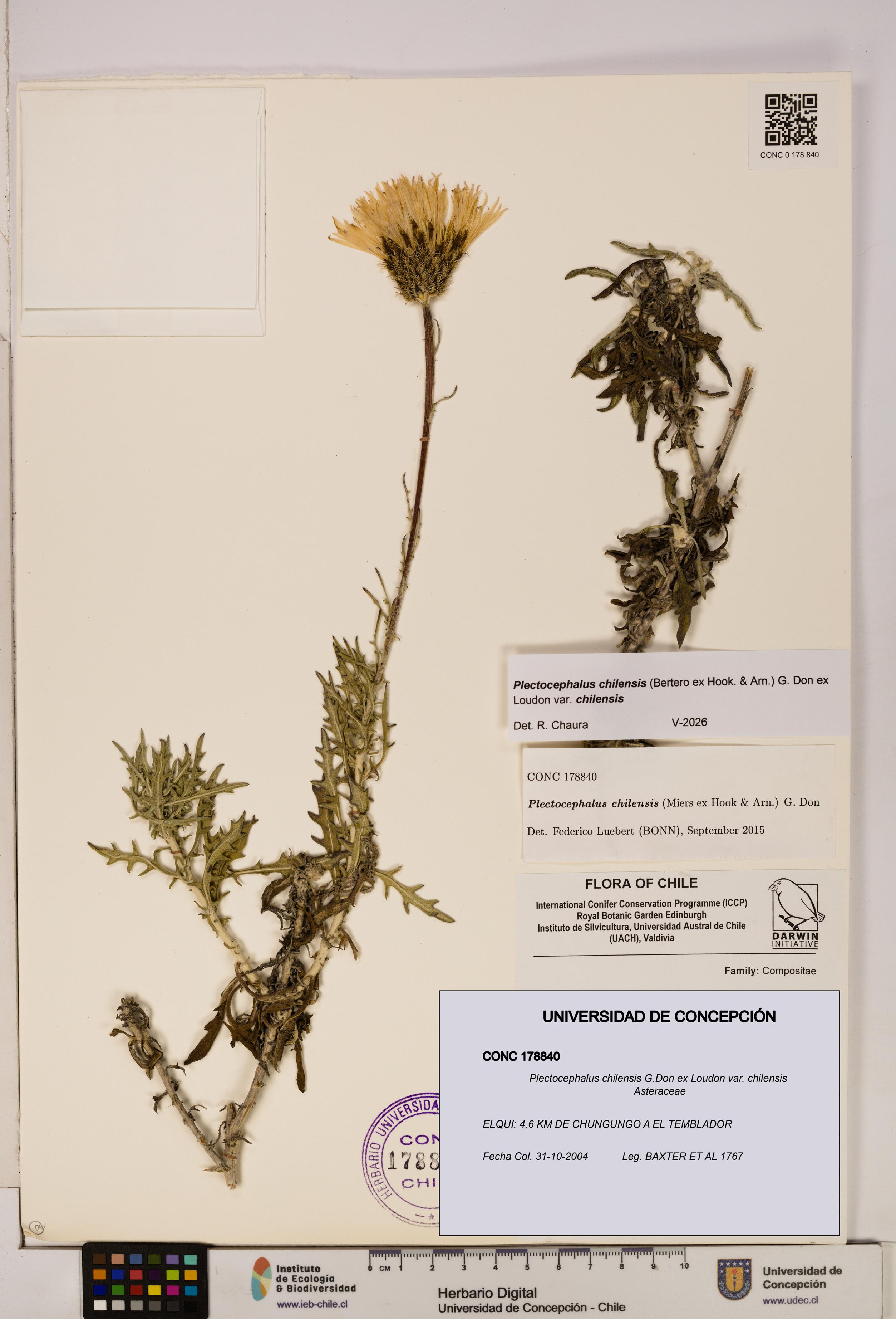 Plectocephalus chilensis [Espécimen: ]
