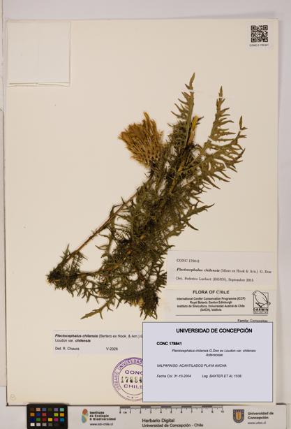 Plectocephalus chilensis [Espécimen: ]