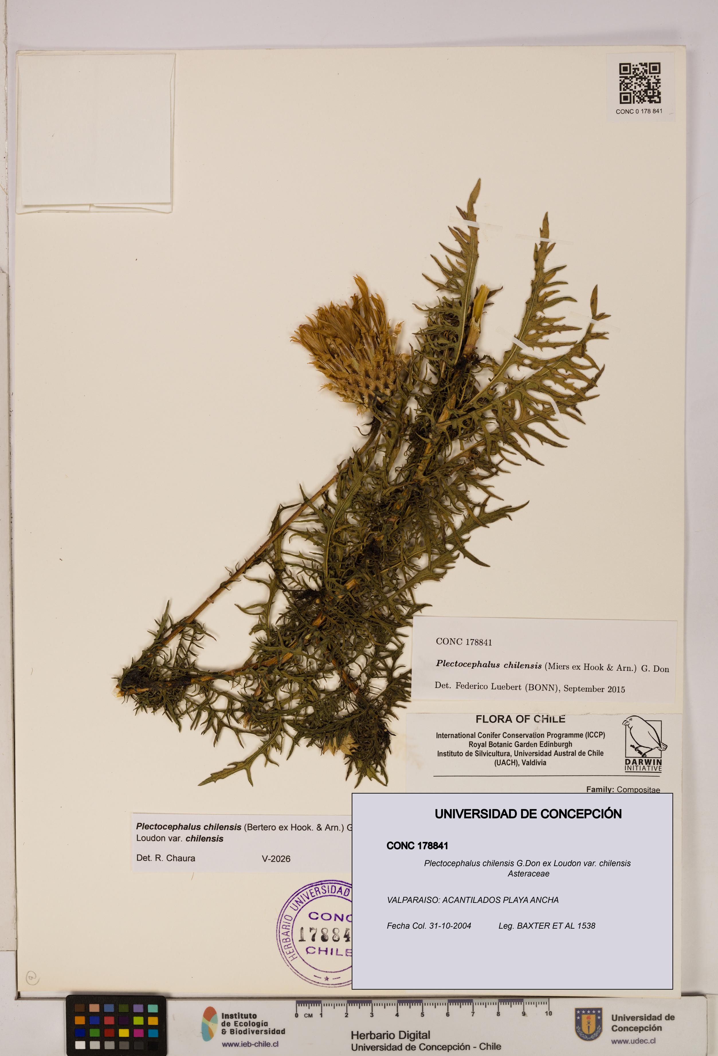 Plectocephalus chilensis [Espécimen: ]