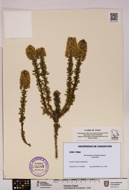 Ophryosporus triangularis [Espécimen: UDEC:CONC:0178842]