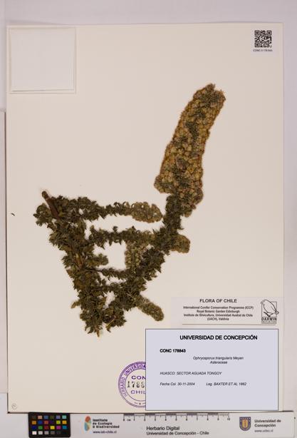 Ophryosporus triangularis [Espécimen: UDEC:CONC:0178843]