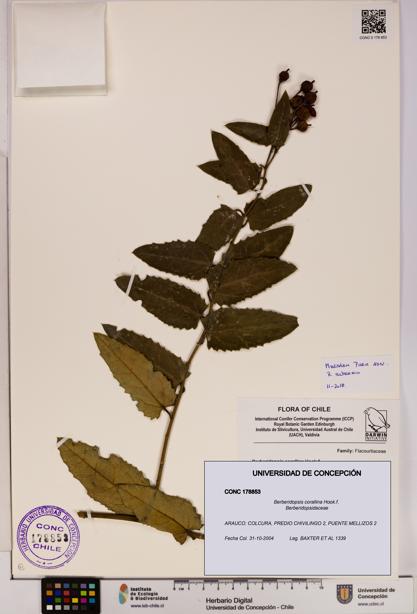 Berberidopsis corallina [Espécimen: UDEC:CONC:0178853]