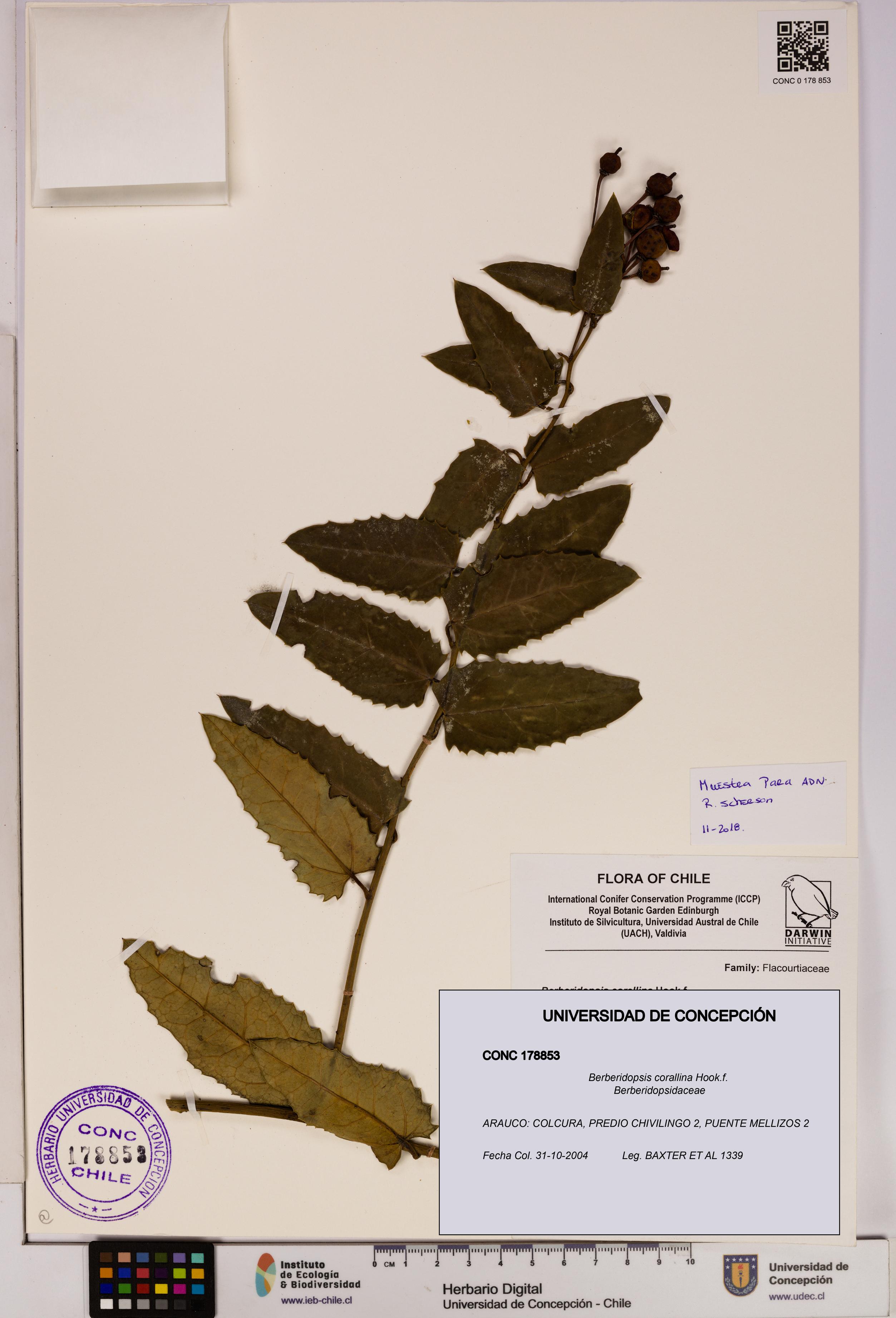 Berberidopsis corallina [Espécimen: UDEC:CONC:0178853]