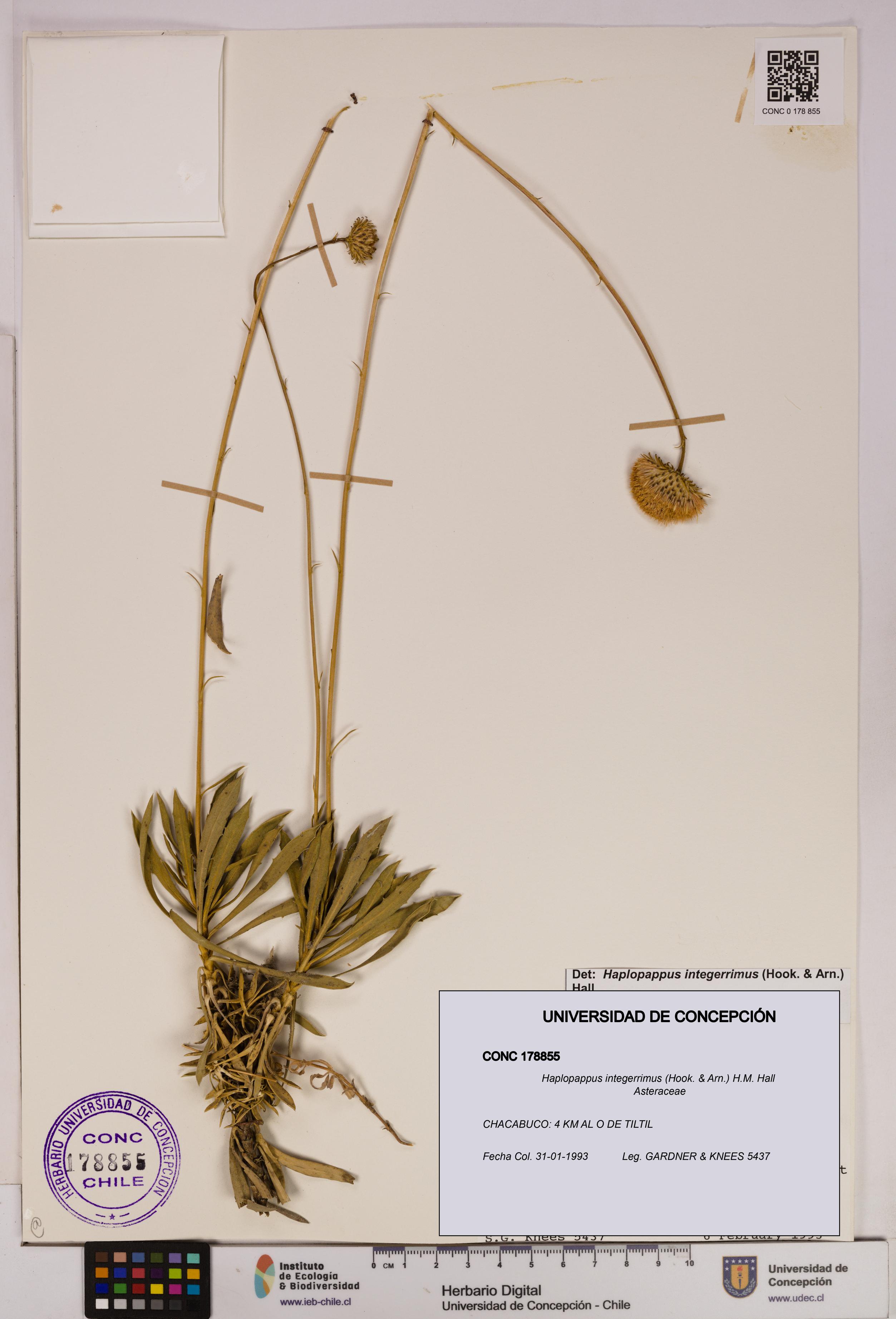Haplopappus integerrimus [Espécimen: UDEC:CONC:0178855]
