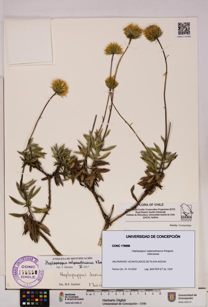 Haplopappus valparadisiacus [Espécimen: UDEC:CONC:0178856]
