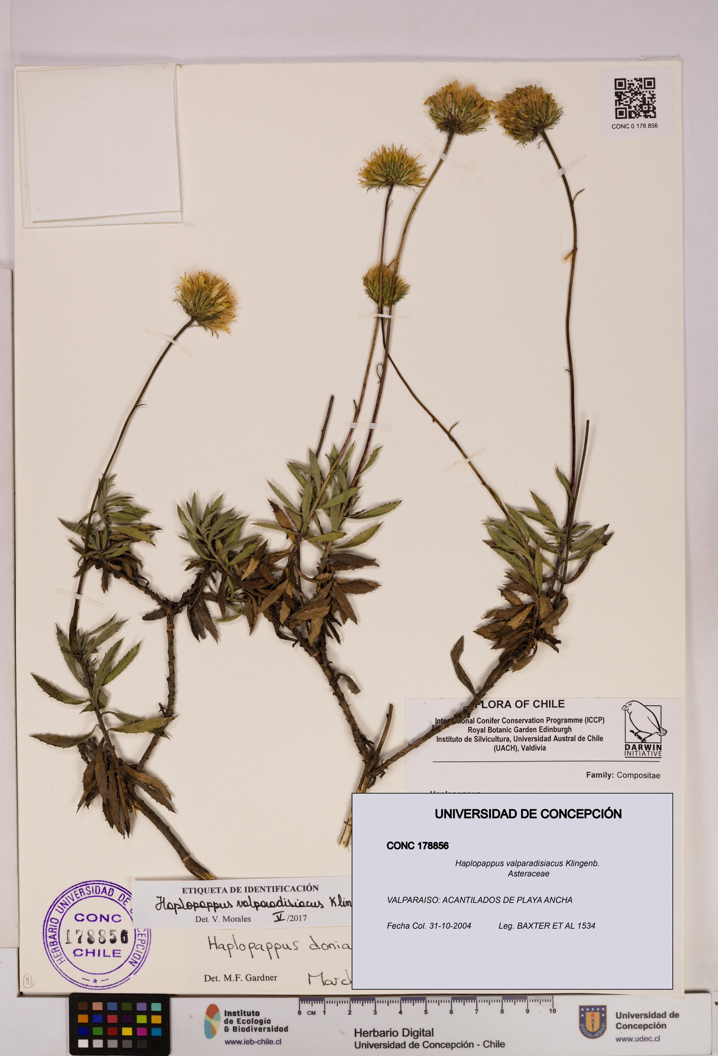 Haplopappus valparadisiacus [Espécimen: UDEC:CONC:0178856]