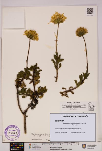 Haplopappus chrysanthemifolius [Espécimen: UDEC:CONC:0178857]