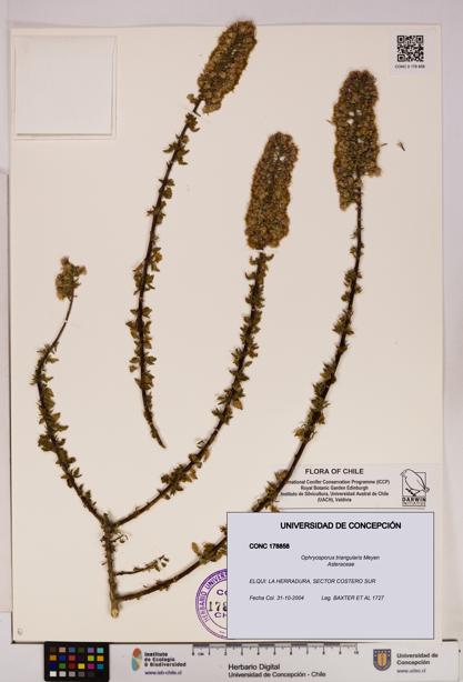 Ophryosporus triangularis [Espécimen: UDEC:CONC:0178858]
