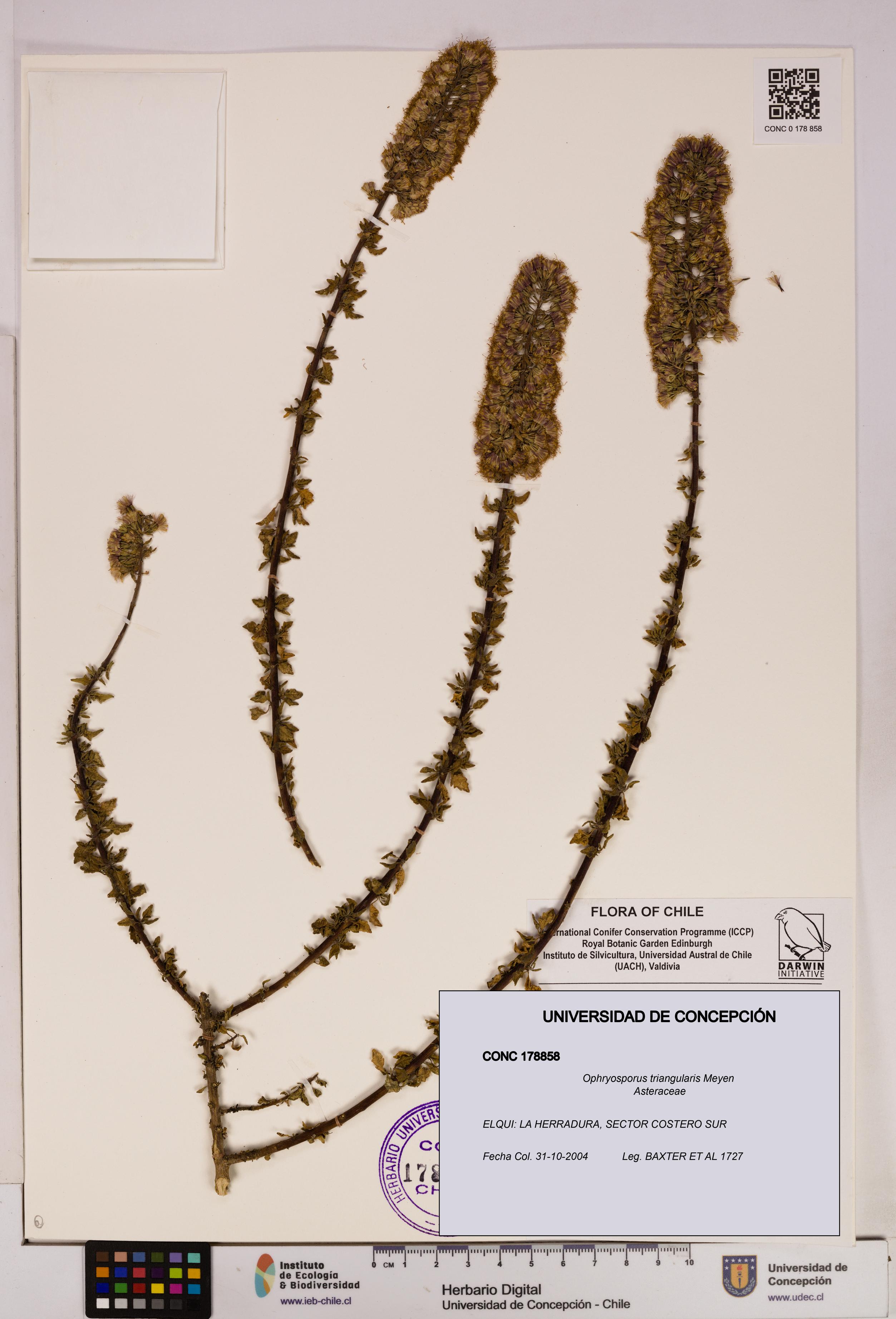 Ophryosporus triangularis [Espécimen: UDEC:CONC:0178858]
