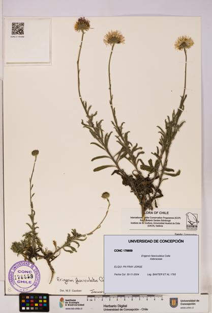 Erigeron fasciculatus [Espécimen: UDEC:CONC:0178859]