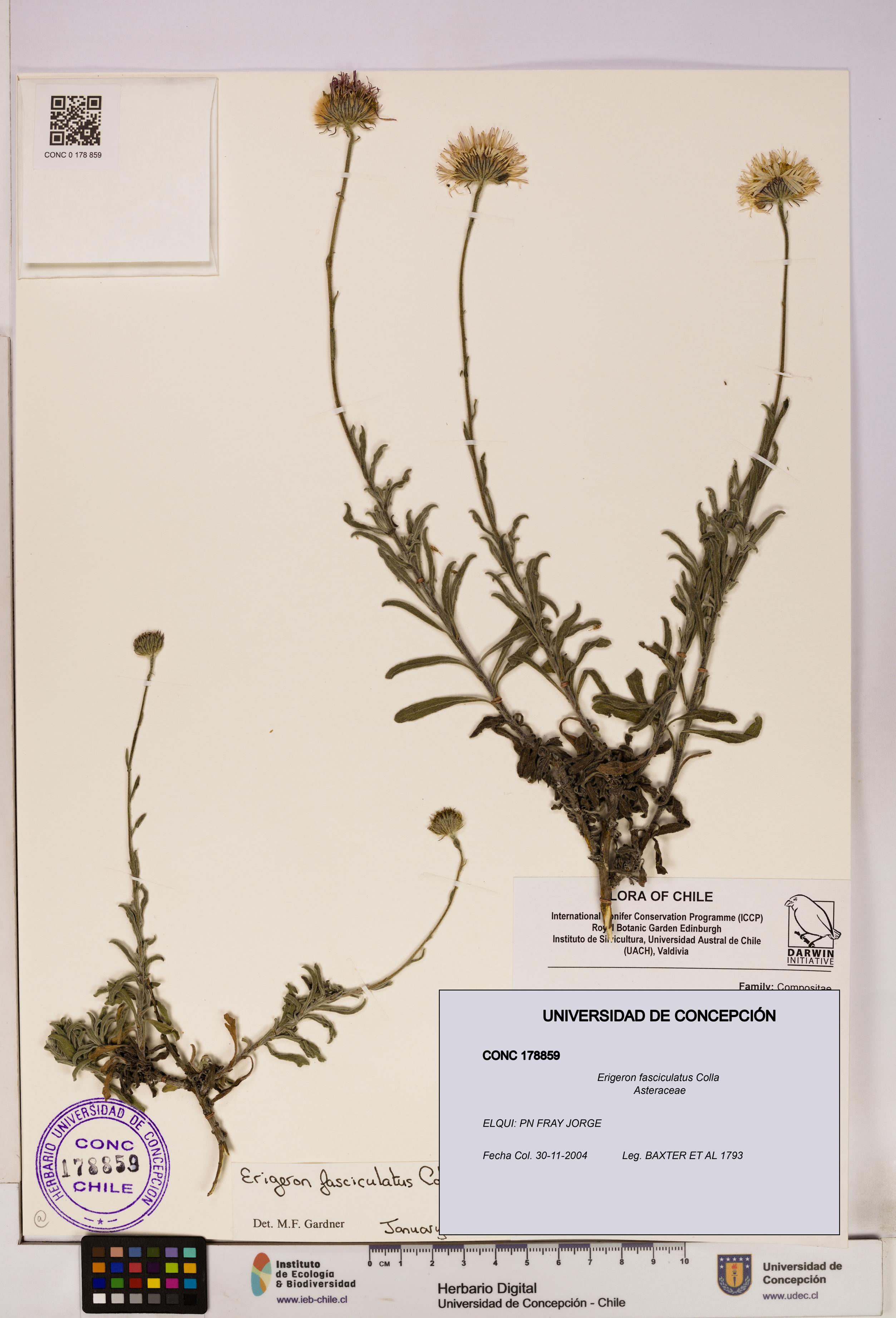 Erigeron fasciculatus [Espécimen: UDEC:CONC:0178859]